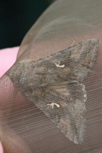 <i>Autographa gamma</i>