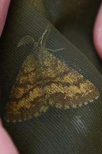 <i>Ematurga atomaria</i>