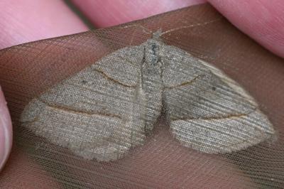 <i>Scotopteryx luridata/mucronata</i>