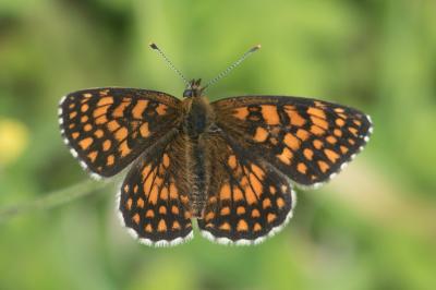 <i>Melitaea athalia</i>
