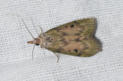 <i>Aphomia sociella</i>