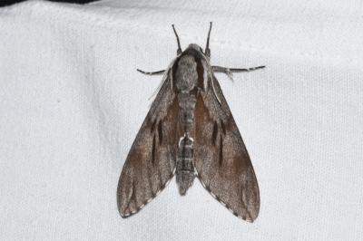 <i>Hyloicus pinastri</i>