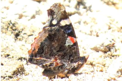 <i>Vanessa atalanta</i>