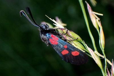 <i>Zygaena trifolii</i>