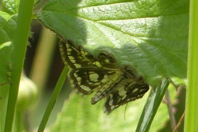 <i>Elophila nymphaeata</i>