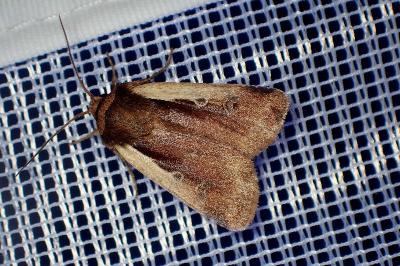 <i>Ochropleura plecta</i>