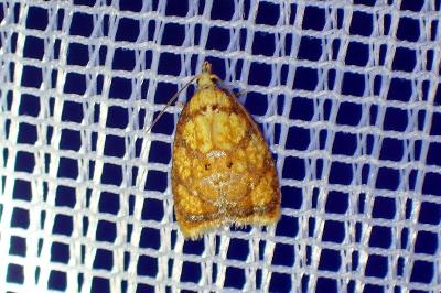 <i>Acleris bergmanniana</i>