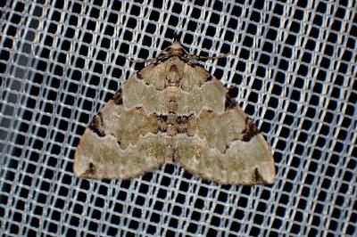 <i>Colostygia pectinataria</i>