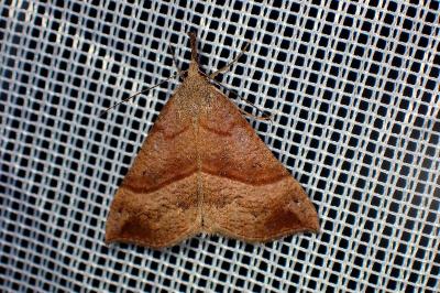 <i>Hypena proboscidalis</i>