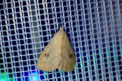<i>Rivula sericealis</i>