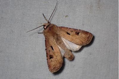 <i>Agrotis exclamationis</i>