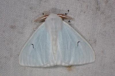 <i>Arctornis l-nigrum</i>