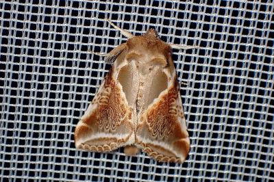 <i>Habrosyne pyritoides</i>