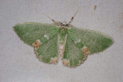 <i>Comibaena bajularia</i>