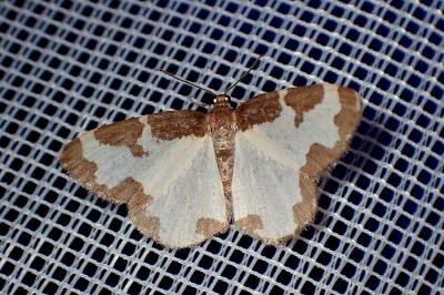 <i>Lomaspilis marginata</i>