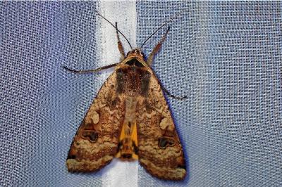 <i>Noctua pronuba</i>