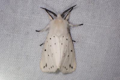<i>Spilosoma lubricipeda</i>