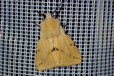 <i>Spilarctia lutea</i>