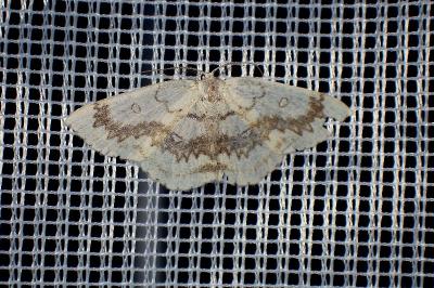 <i>Cyclophora annularia</i>