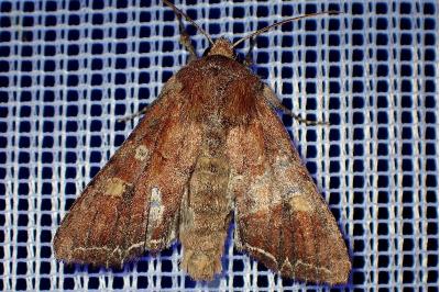 Lacanobia oleracea