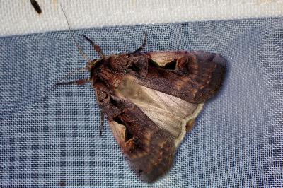 <i>Xestia c-nigrum</i>