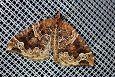 <i>Eulithis prunata</i>