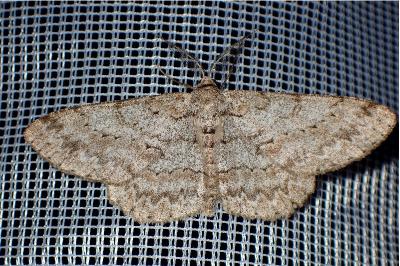 <i>Hypomecis punctinalis</i>