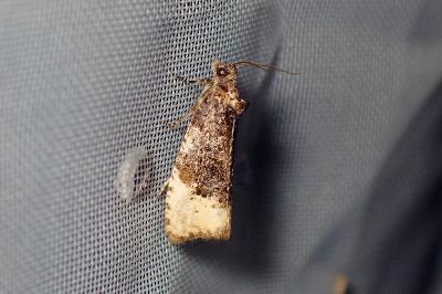<i>Hedya ochroleucana</i>