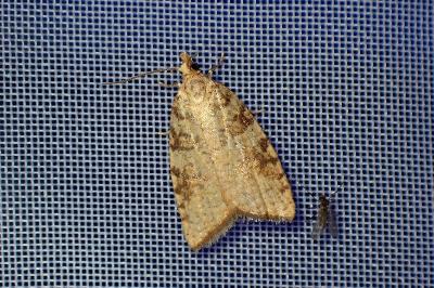 <i>Aleimma loeflingiana</i>