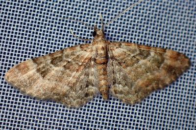 <i>Gymnoscelis rufifasciata</i>