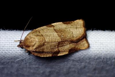 <i>Choristoneura hebenstreitella</i>