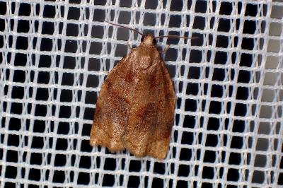 <i>Pandemis heparana</i>