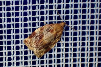 <i>Archips xylosteana</i>