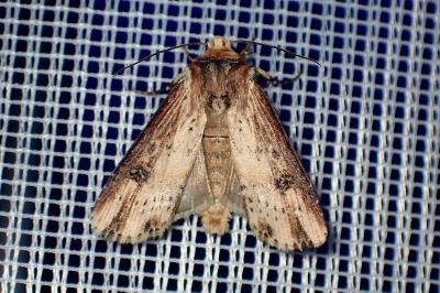 <i>Axylia putris</i>