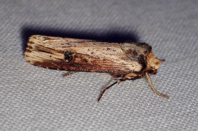 <i>Axylia putris</i>