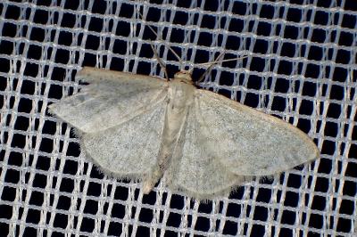 <i>Idaea subsericeata</i>