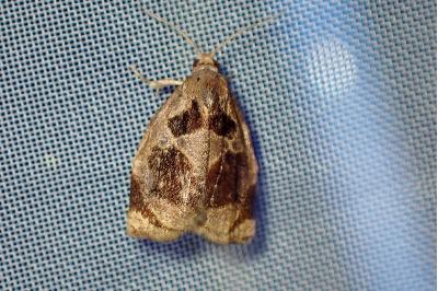 <i>Archips crataegana</i>