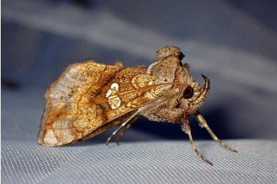<i>Polychrysia moneta</i>