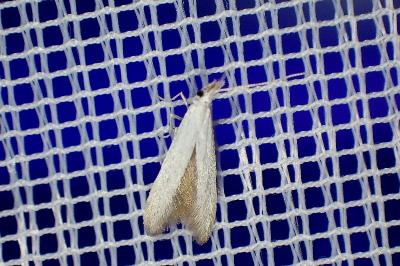 <i>Coleophora</i>