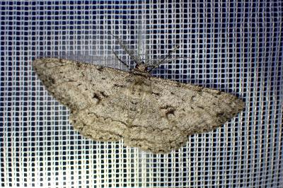 <i>Hypomecis roboraria</i>