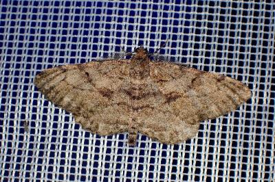<i>Peribatodes rhomboidaria</i>