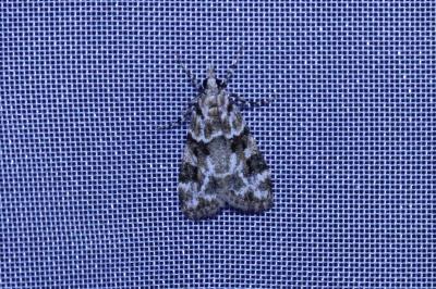 <i>Eudonia delunella</i>