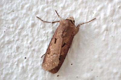 <i>Agrotis exclamationis</i>