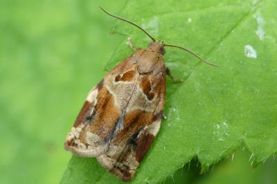 <i>Archips xylosteana</i>
