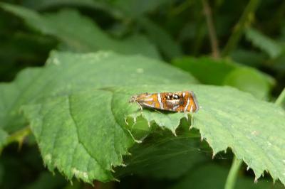 <i>Olethreutes arcuella</i>