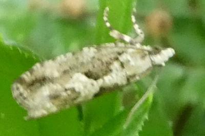 <i>Zeiraphera isertana</i>