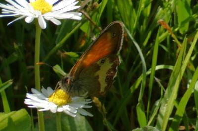 <i>Coenonympha arcania</i>