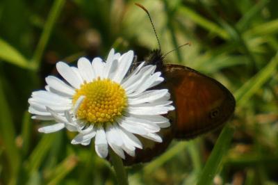 <i>Coenonympha arcania</i>