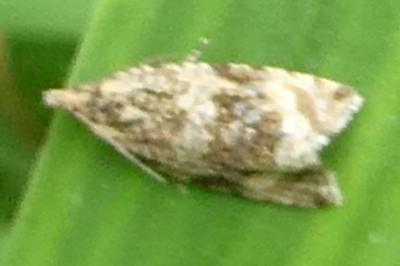 <i>Celypha lacunana</i>