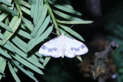 <i>Idaea trigeminata</i>
